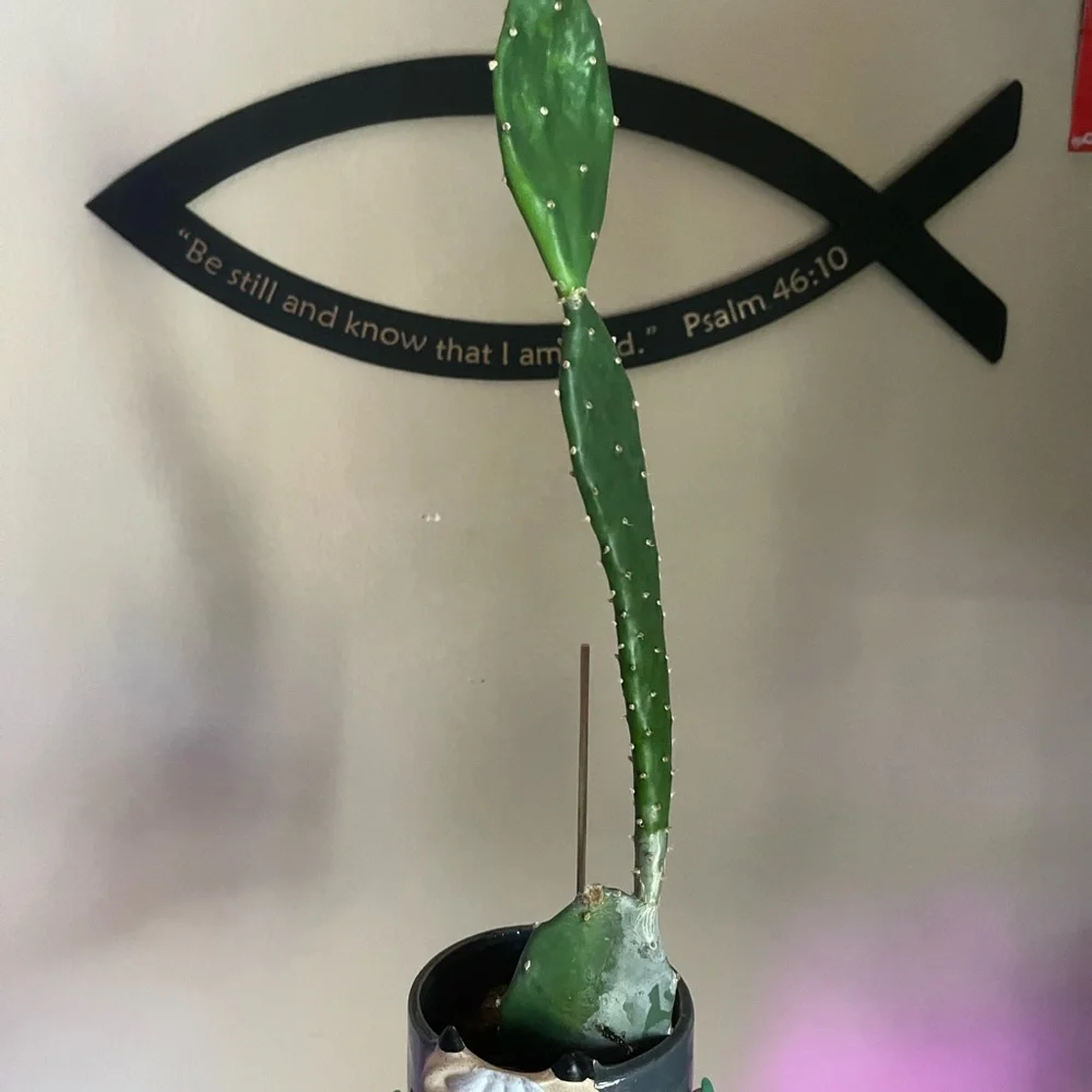 Cactus - Picture 3 of 4